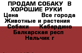 ПРОДАМ СОБАКУ  В ХОРОШИЕ РУКИ  › Цена ­ 4 000 - Все города Животные и растения » Собаки   . Кабардино-Балкарская респ.,Нальчик г.